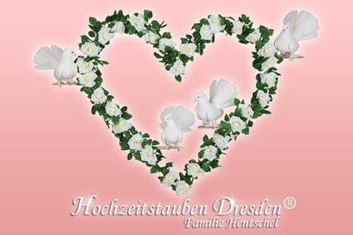 Logo Hochzeitstauben Dresden